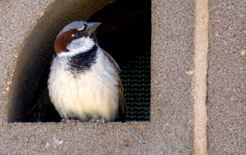 A house sparrow. Source: P. Deviche